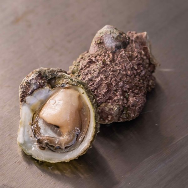 Ostra corriente fresca abierta sobre superficie metálica   Gourmar Chile